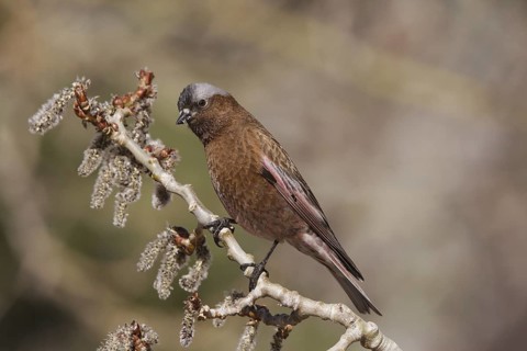 Grey-crowned Rosy Finch (Leucosticte tephrocotis), California, USA