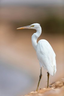 Great Egret, (Egretta gularis), Israel, Middle East