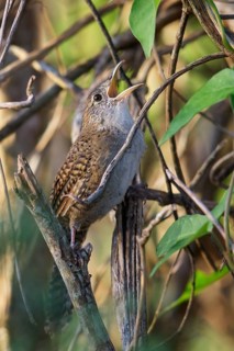 Zapata Wren (Ferminia cerverai) perched on a branch in Cuba