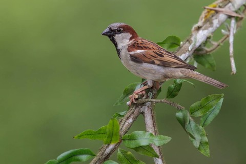 House Sparrow (Passer domesticus) perched on a branch in the Atlantic rainforest of southeast
