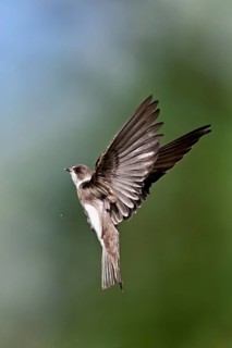 Sand martin (Riparia riparia), in flight, Reussegg nature reserve, Canton Aargau, Switzerland
