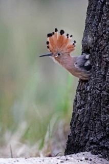 Eurasian Hoopoe (Upupa epops) juvenile peering out from nest cavity, Saxony-Anhalt, Germany