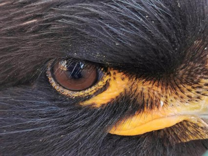 Detailed close-up of the eye of a black Falkland caracara (phalcoboenus australis) in captivity