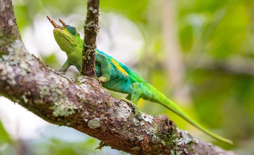 Three-horned chameleon (Trioceros jacksonii), male, on a branch, Bwindi Impenetrable Forest