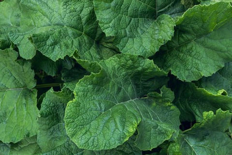 Detailed close-up shot of greater burdock leaves showing vibrant green texture and natural vein