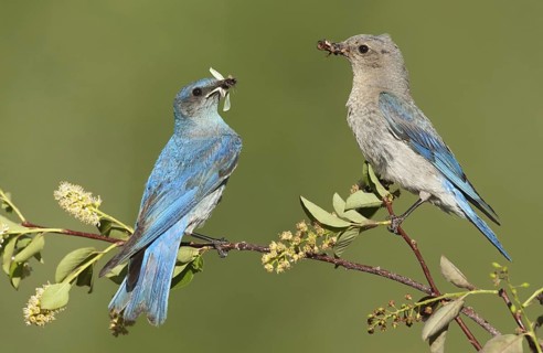 Mountain Bluebird (Sialia currucoides), Montana, USA