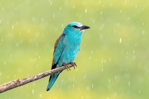 European Roller (Coracias garrulus) perched on a branch in the rain, Subotica, Serbia