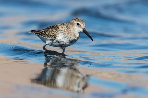 Dunlin (Calidris alpina) foraging, Eilat, Israel