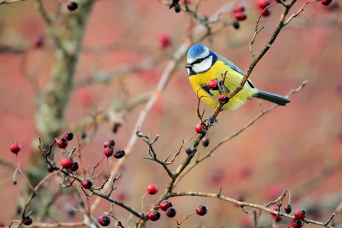 Eurasian Blue Tit (Cyanistes caeruleus) perched on a branch, Andalusia, Spain