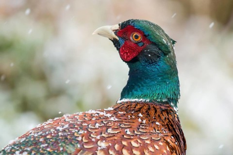 Common Pheasant (Phasianus colchicus) male, Lower Saxony, Germany