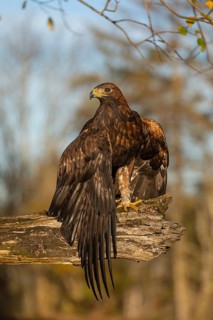 One golden eagle (Aquila chrysaetos) sitting on a broken and rotting log with fall foliage in the