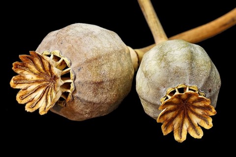 Poppy, poppy seed, capsules, poppy capsules, close-up