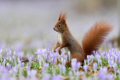 A squirrel sits in a meadow with flowers, crocus, purple crocuses, (Sciurus vulgaris), spring,