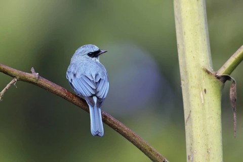 Verditer Flycatcher (Eumyias thalassinus) male, Malaysia