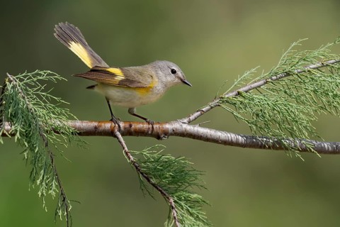 American Redstart (Setophaga ruticilla) female, Texas, USA