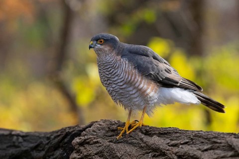 Eurasian Sparrowhawk (Accipiter nisus), Subotica, Serbia