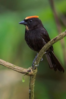 Flame-crested Tanager (Tachyphonus cristatus) perched on a branch in the Atlantic rainforest of