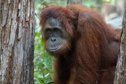 Borneo, Indonesia, Orang Utan, (Pongo pygmaeus), Animals, Mammals, Female, Borneo, Indonesia