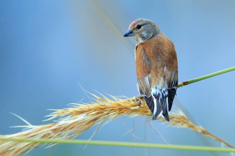 Common Linnet (Linaria cannabina) male, Andalusia, Spain