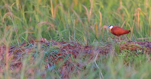 Blue-fronted Jacanas, (Actophilornis africana), Actophilornis africanus