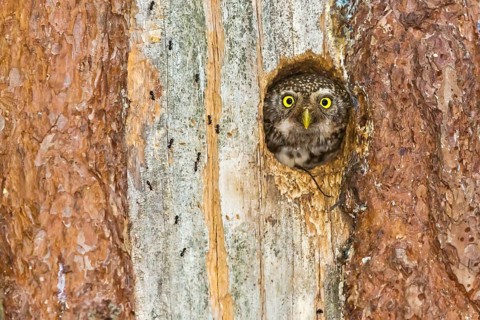 Eurasian Pygmy Owl (Glaucidium passerinum) female looking out of breeding cavity, Bavaria, Germany