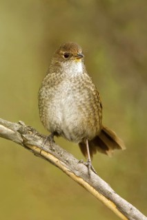 Eastern Bristlebird (Dasyornis brachypterus), New South Wales, Australia
