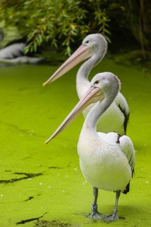 Two Australian pelicans (Pelecanus conspicillatus) stand in the very shallow water of a pond