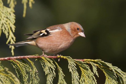 Chaffinch - Buchfink - Fringilla coelebs ssp. coelebs, Germany, adult male