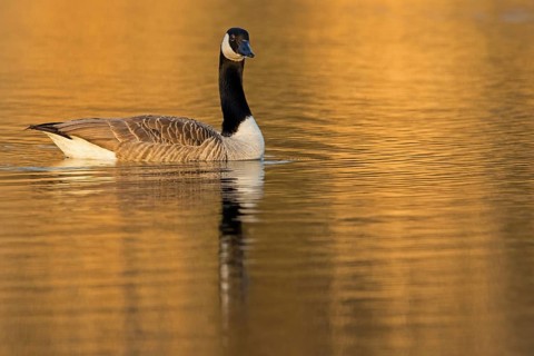 Canada goose, (Branta canadensis), animals, birds, goose, geese, duck family, NSG Wagbachniederung,
