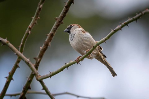 A sparrow (Passeridae) sitting on a thorny branch in a natural environment, Ternitz, Lower Austria,