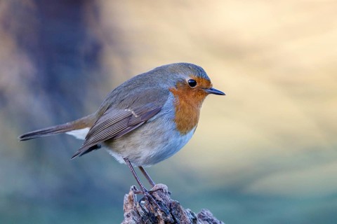 European Robin (Erithacus rubecula) perched on a branch, North Rhine-Westphalia, Germany