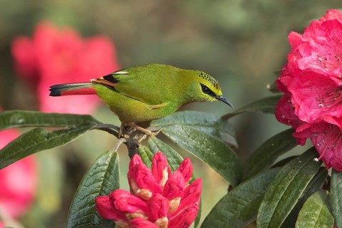 Fire-tailed Myzornis (Myzornis pyrrhoura) feeding on Rhododendron flower nectar, Darjeeling, India