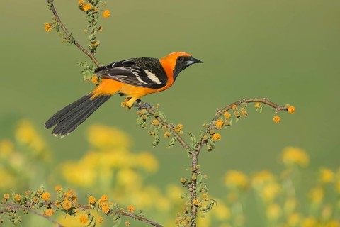 Hooded Oriole (Icterus cucullatus) male, Texas, USA