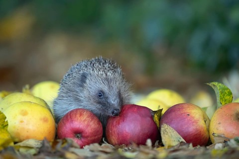 European hedgehog (Erinaceus europaeus) adult animal on fallen apples fruit in a garden in autumn,