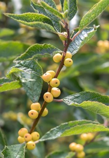 Winterberry (Ilex verticillata 'Citronella'), Bundessortenamt, Germany