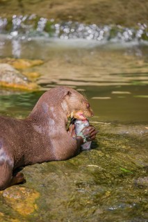 An adult giant otter or giant river otter (Pteronura brasiliensis) sits in a small creek with a
