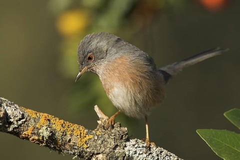 Dartford Warbler (Sylvia undata), Castile-La Mancha, Spain