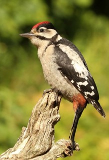 Great Spotted Woodpecker (Dendrocopos major) juvenile, Lower Saxony, Germany
