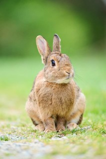 Domesticated rabbit (Oryctolagus cuniculus domesticus) on a meadow, Franconia, Bavaria, Germany
