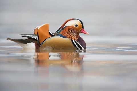 Mandarin Duck (Aix galericulata) male, Rhineland-Palatinate, Germany