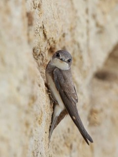 Sand Martin (Riparia riparia) building nest hole, North Rhine-Westphalia, Germany
