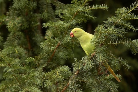 Rose-ringed Parakeet (Psittacula krameri) female feeding on European yew (Taxus baccata) seeds,
