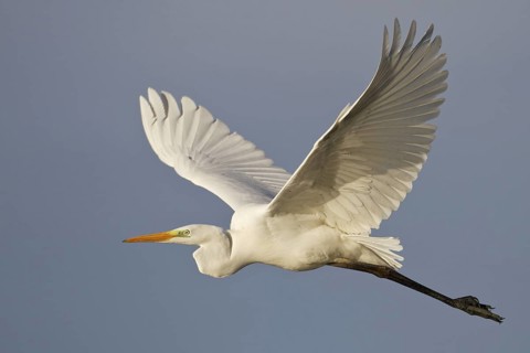 Great Egret (Ardea alba), Saxony, Germany