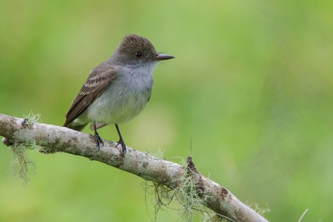 Short-crested Flycatcher (Myiarchus ferox) perched on a branch in the Atlantic rainforest of