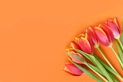 Top view of dark pink tulip flowers with yellow tips on orange background. Floral spring background