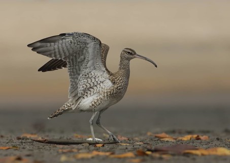 Whimbrel (Numenius phaeopus), Gambia