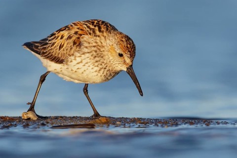 Western Sandpiper (Calidris mauri) feeding along a river in Nome, Alaska