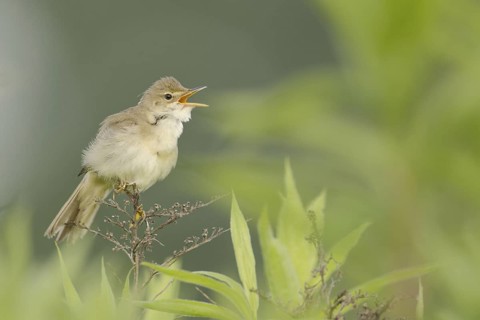 Marsh Warbler (Acrocephalus palustris) singing, North Rhine-Westphalia, Germany