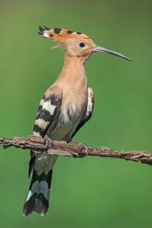 Eurasian Hoopoe (Upupa epops) perched on a branch, Aosta Valley, Italy