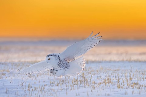Snowy owl, polar owl, Arctic owl, white owl (Bubo scandiacus) adult female in flight hunting over